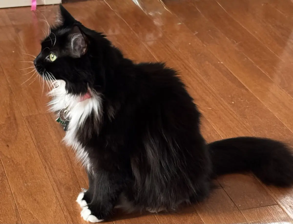 A fluffy black-and-white cat with green eyes sits on a wooden floor, looking off to the side with a serious expression. It…