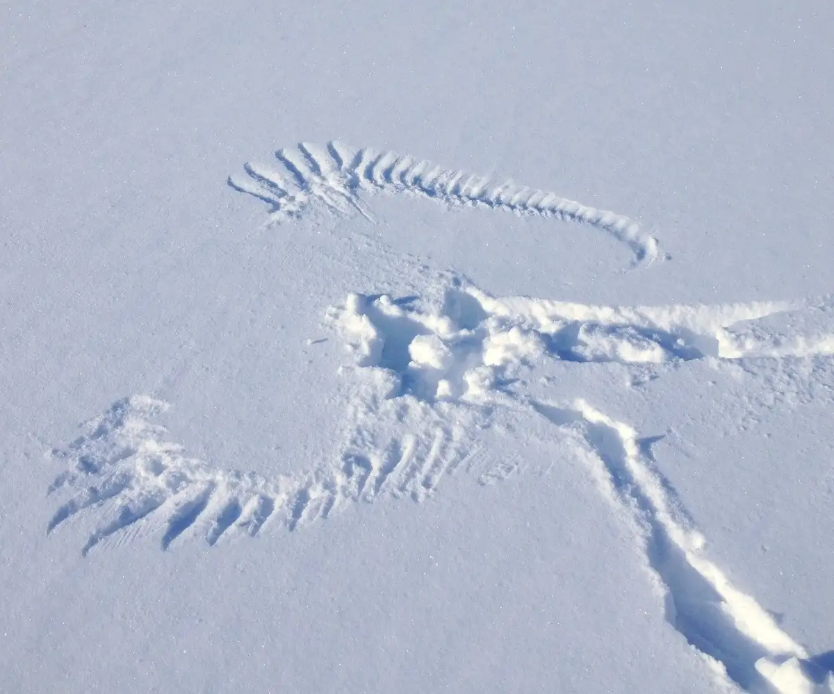 A snowy landscape shows two distinct animal tracks in the snow: one set of long, curved, clawed prints resembling a bird's…