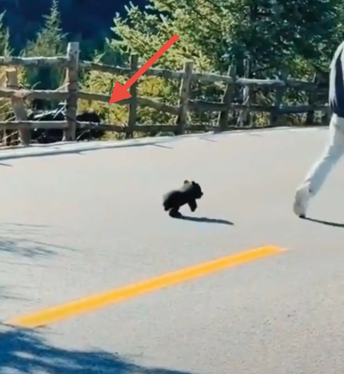 A small black bear cub is running across a paved road marked with a yellow line, while a larger bear is visible behind a…