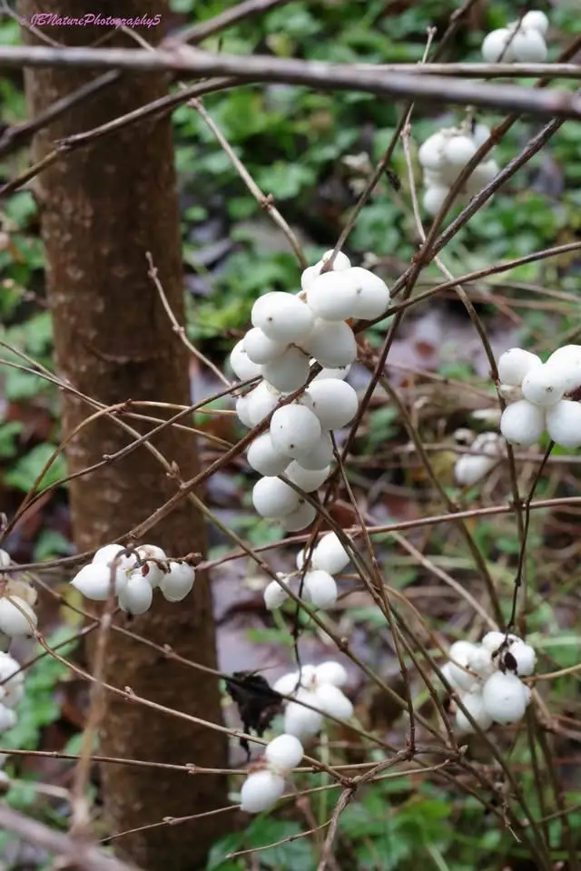 Deliciously sweet snowberries: nature's little treasures.