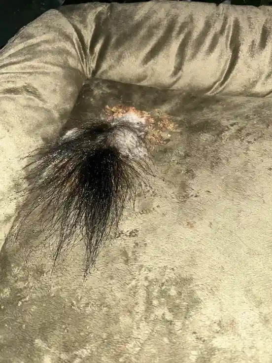The Unexpected Transformation of Forgotten Dog Vomit: Now with a Tail!