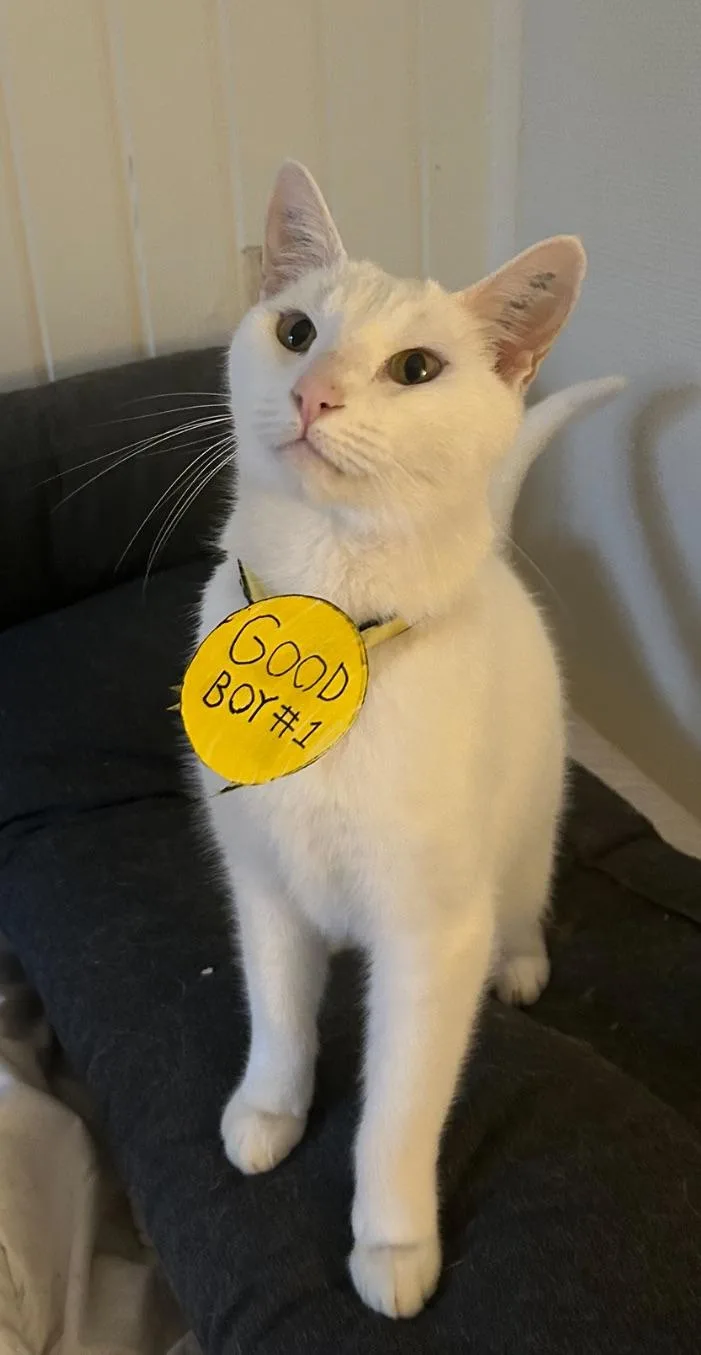A white cat sits upright on a dark couch, looking upward with a slightly smug or unimpressed expression. It wears a yellow…