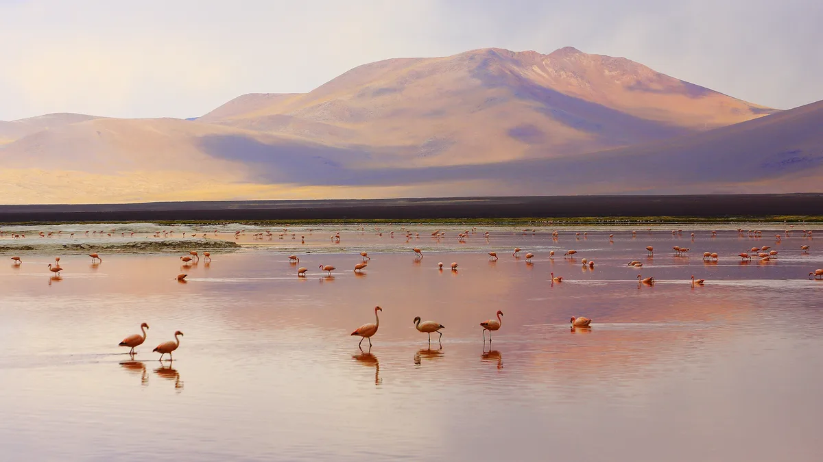 In Bolivia, a flamboyance of Andean flamingos thrives in shallow lakes and high-altitude countries. These elegant yet goofy…