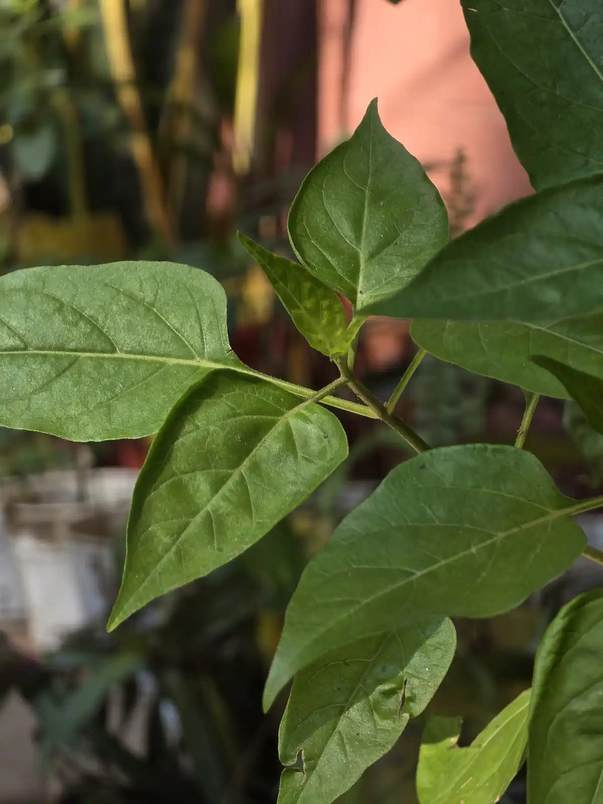 A close-up photograph of vibrant green plant leaves with visible veins and slight imperfections, set against a blurred…