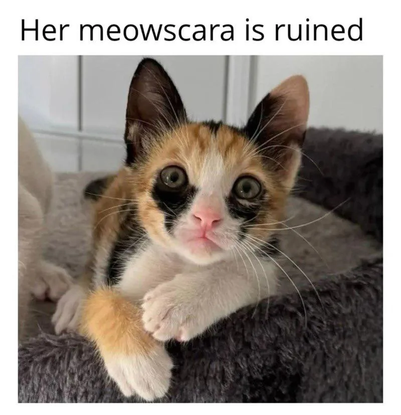 Cat Memes to Brighten Your Day: Volume 2