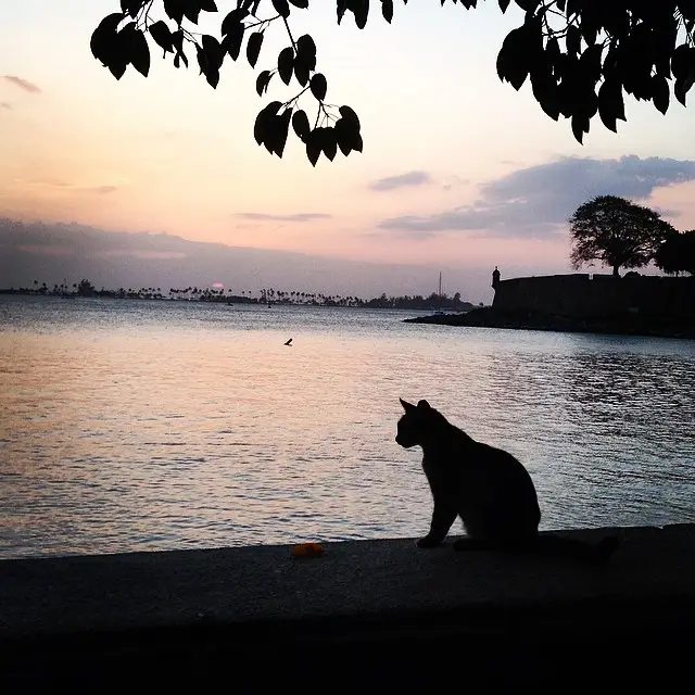 A silhouette of a cat sitting on a concrete ledge by a body of water at sunset, with tree branches framing the top of the…