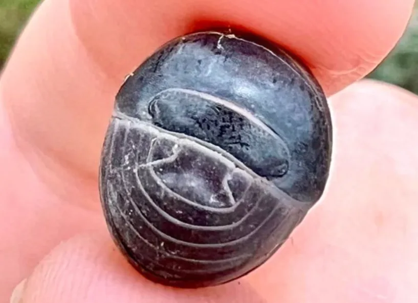 a close-up photo shows a dark purple grape held between fingers, its surface indented to resemble a human face with eyes and…