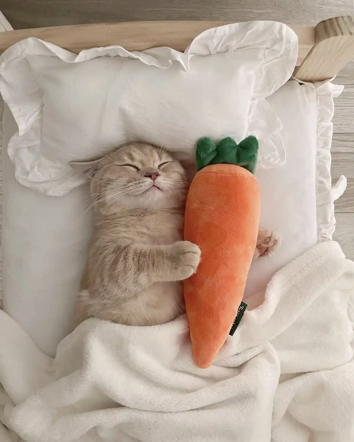 A light brown cat is sleeping peacefully on a white pillow and blanket, hugging a large plush carrot toy. The cat's eyes are…