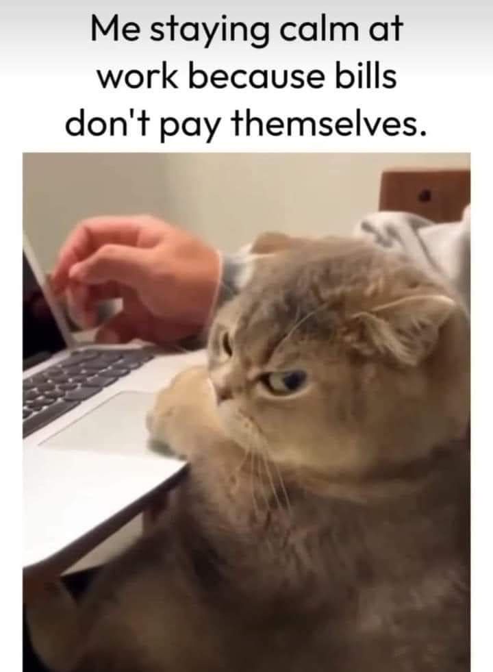 A person's hand is typing on a laptop while a fluffy, light brown cat with a very annoyed and intense expression sits beside…