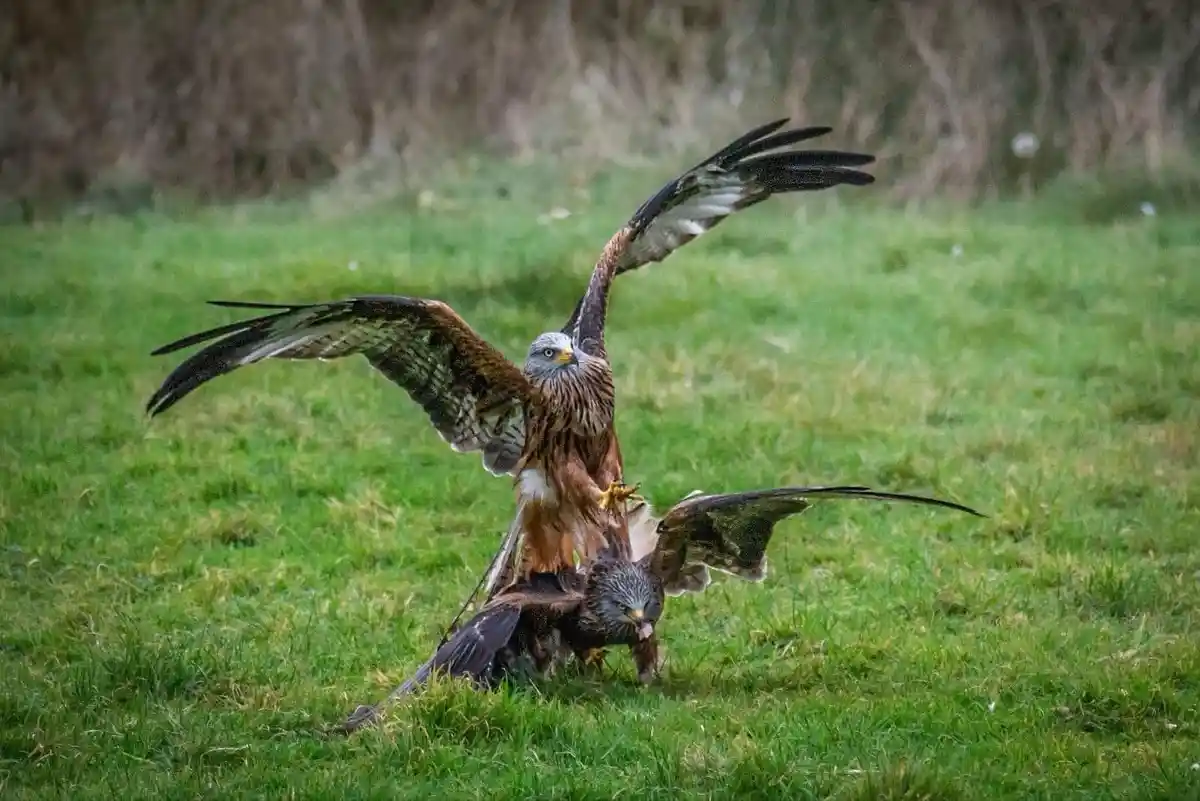 Two red kites are engaged in a physical altercation on a grassy field, with one kite standing on top of the other, wings…