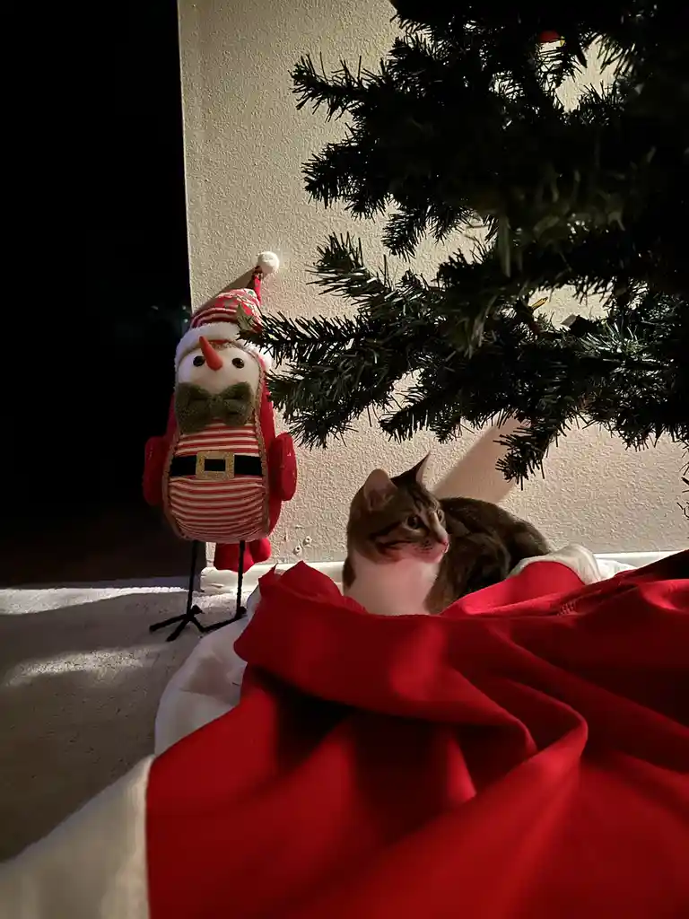 A tabby cat with white chest is nestled in red fabric under a Christmas tree, looking sideways. Beside it stands a plush…