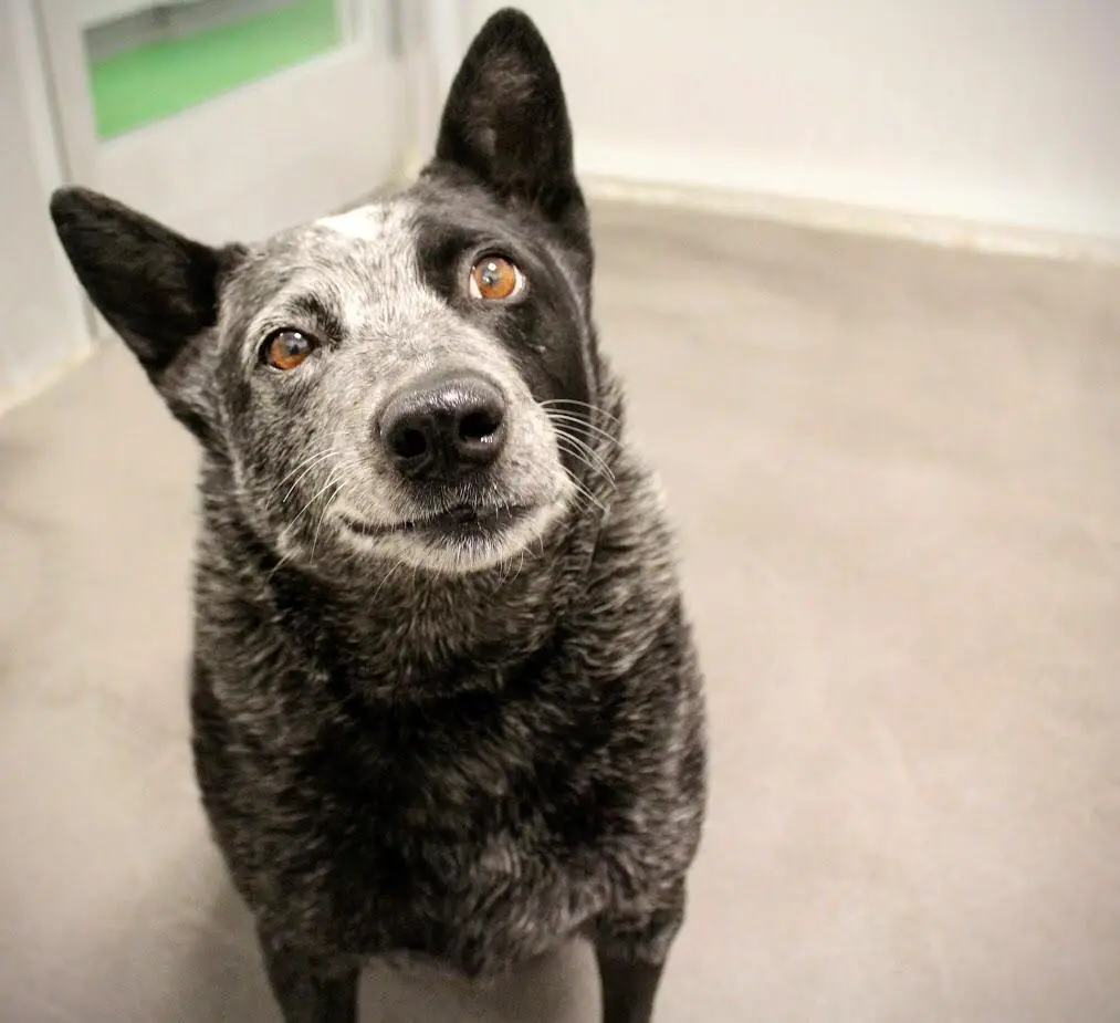 A close-up photo of a blue heeler dog looking up with a smug, slightly smiling expression, as if posing for the camera. The…