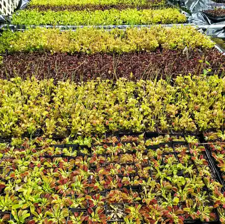 Flytraps Thriving in the Great Outdoors