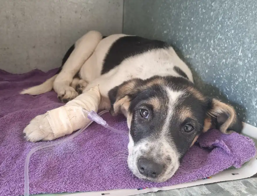 A black and white puppy with sad eyes lies on a purple towel, its front paw wrapped in a medical bandage and connected to an…