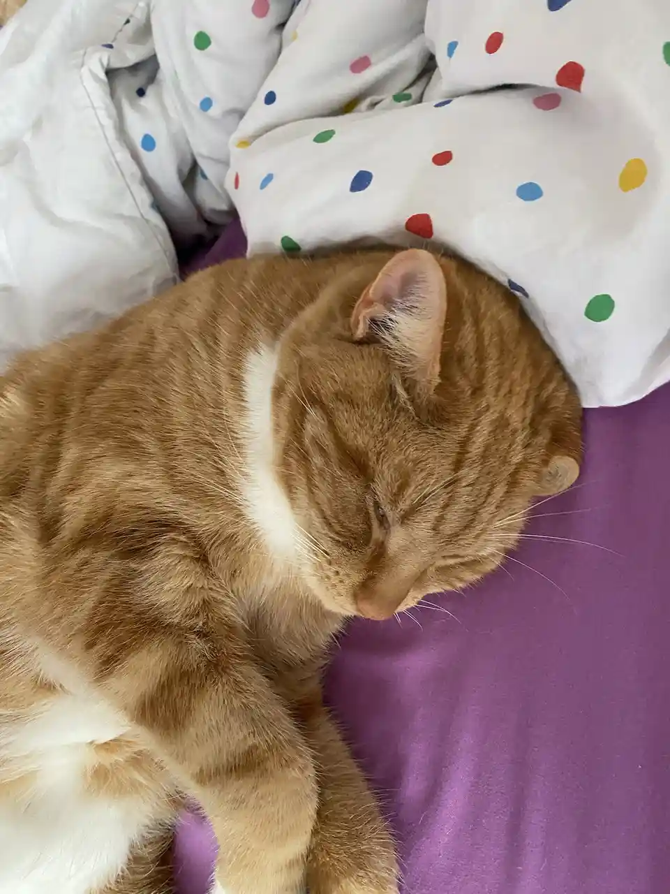 An orange tabby cat with white markings is curled up and sleeping soundly on a purple bedsheet, partially covered by a white…