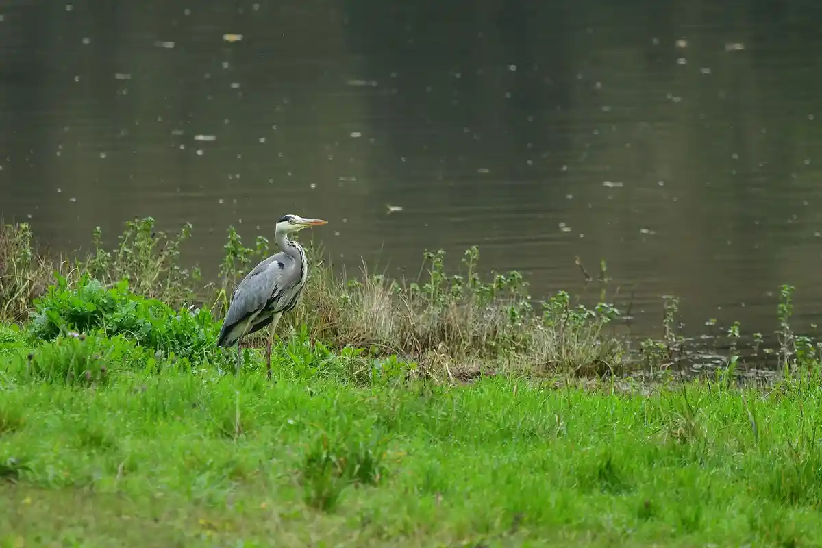 A grey heron stands motionless in green grass beside a calm, dark body of water, its long neck curved and head turned…