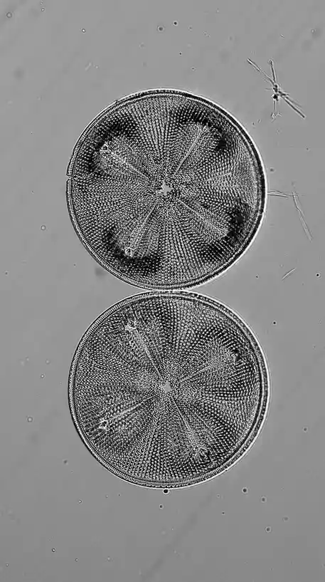 Exploring the Intricacies of Fossil Diatoms: Aulacodiscus Formosus