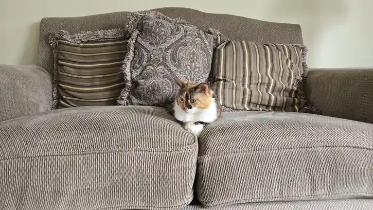 A calico cat with white, orange, and black fur sits perched on the seam between two cushions of a brown corduroy sofa…