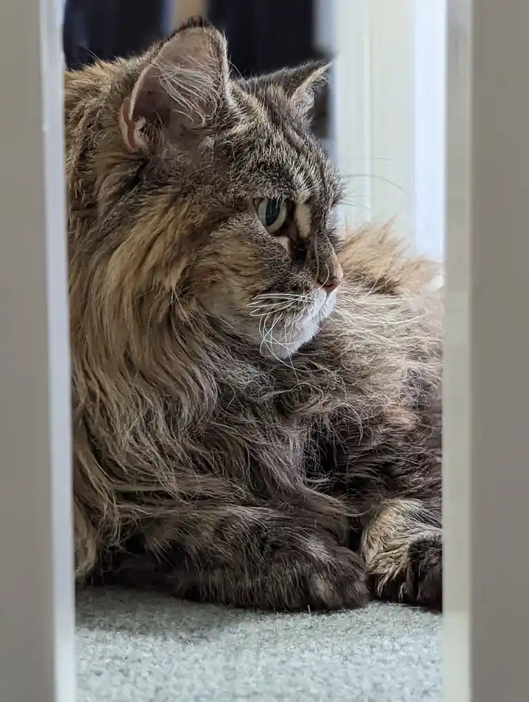 A fluffy, long-haired tabby cat with green eyes is seen lounging on a carpeted floor, viewed through a doorway. The cat has…