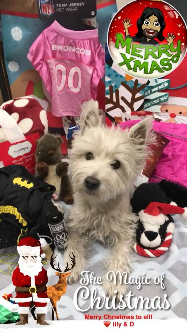 A small, fluffy white dog sits surrounded by Christmas-themed pet items including a pink Broncos jersey, a Batman onesie…