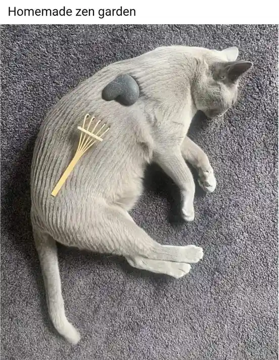 A light gray cat is lying curled up on a gray carpet, with a small heart-shaped stone placed on its back and a miniature…