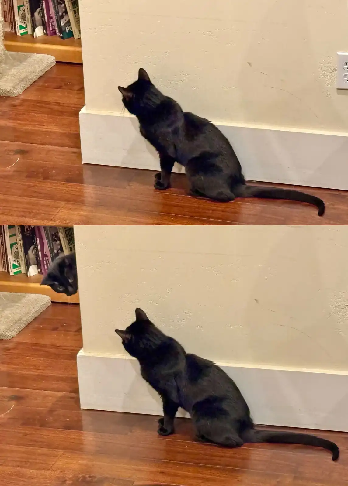 A black cat sits on a wooden floor, intently staring at a wall corner. In the second panel, the cat's head is visible…