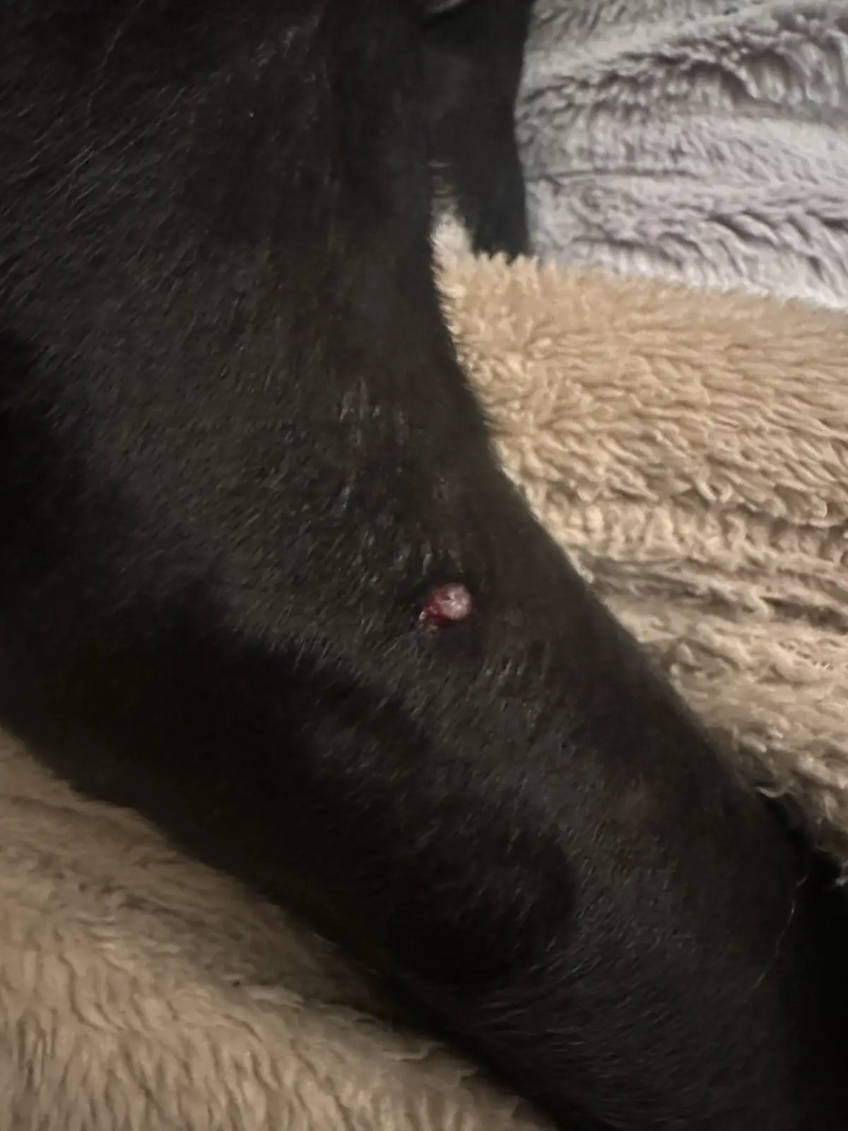 A close-up photo shows a small, red, inflamed sore on the black fur of a dog's leg, resting on a textured beige and gray…