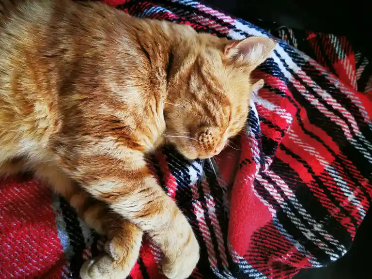 An orange tabby cat is curled up and sleeping soundly on a red, black, and white plaid blanket. The cat's eyes are closed…