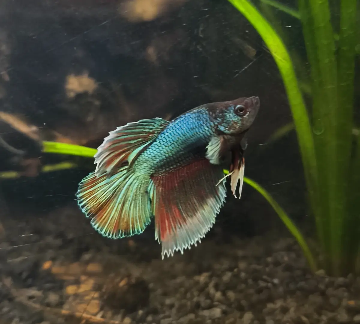 A vibrant betta fish with blue, red, and white fins swims in an aquarium with green plants and gravel substrate. The fish…