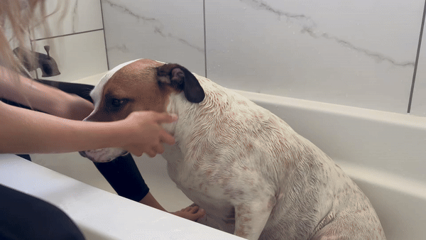A six-panel sequence shows a dog being bathed in a white bathtub by a person. The dog starts calm, then progressively shows…