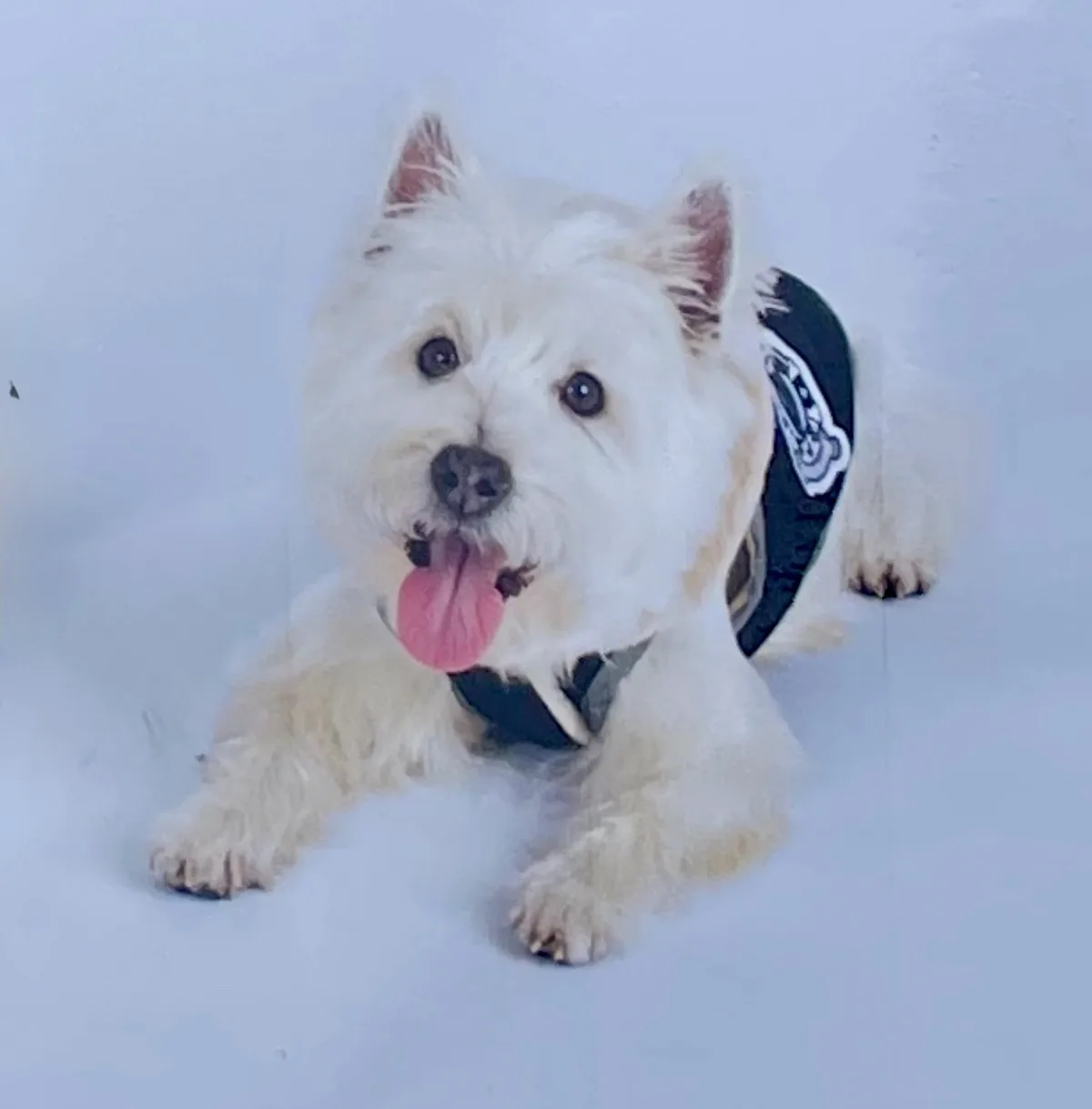 A small, fluffy white dog with dark eyes and a pink tongue sticking out is lying down on a light-colored surface, wearing a…