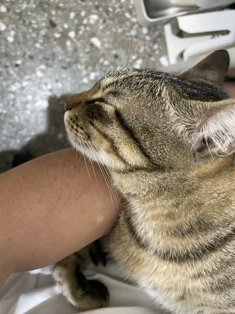 A close-up photo shows a tabby cat with its eyes closed and head tilted back, appearing blissfully content while being…