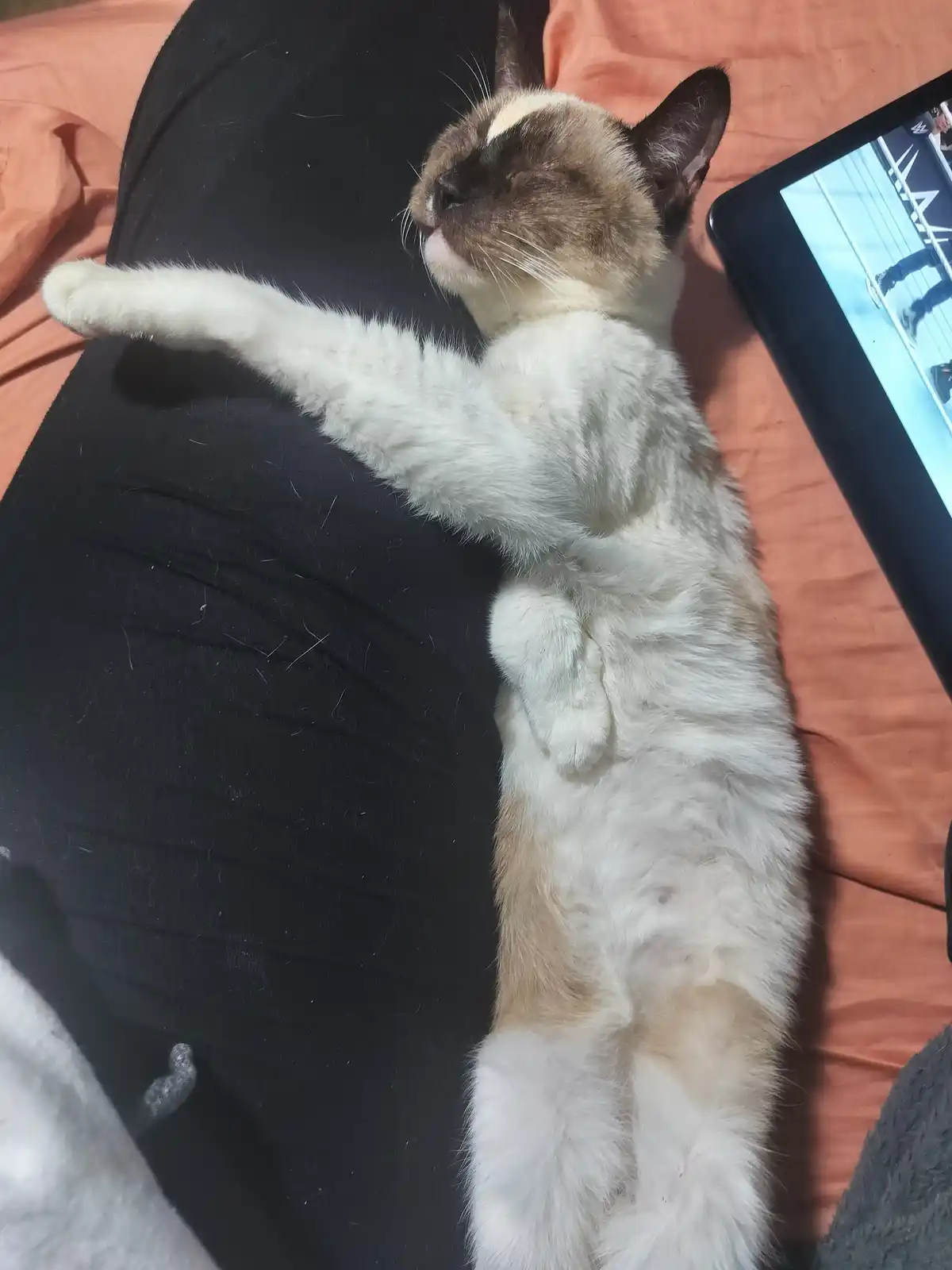 A siamese cat lies on its back on a person's lap, one paw extended upward as if reaching for something, while a tablet…
