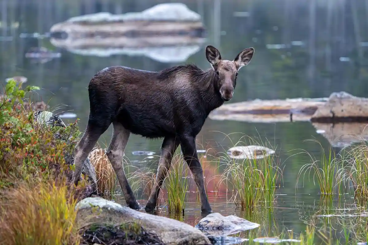 A young moose stands in shallow water at the edge of a forested lake, looking directly at the camera with a calm, curious…