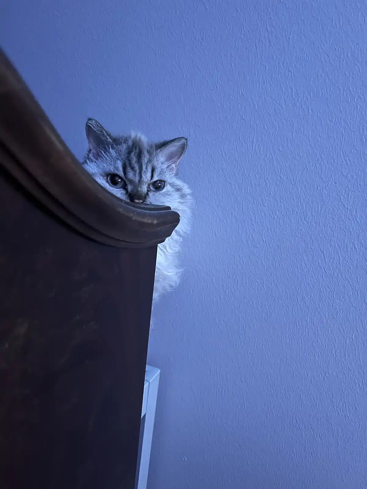 A small, fluffy silver tabby kitten peeks over the top of a dark wooden piece of furniture against a blue wall, looking…