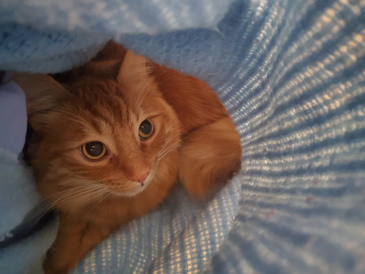 A ginger cat with wide, expressive eyes peeks out from under a blue textured blanket, looking directly at the camera with a…
