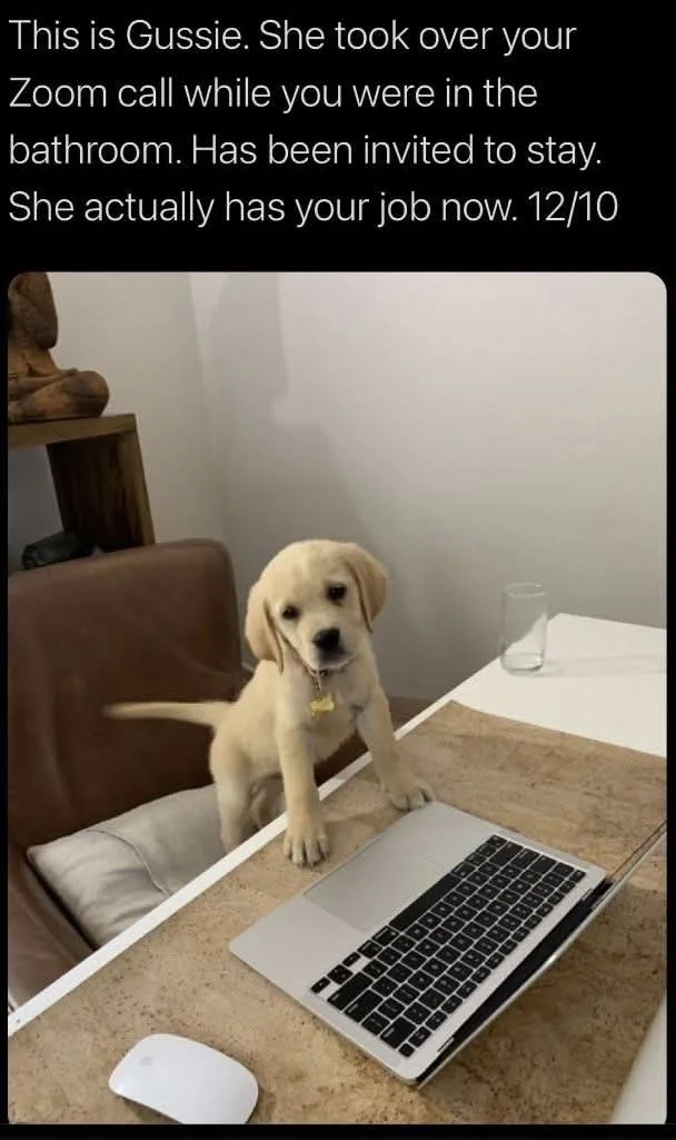 A light-colored Labrador puppy named Gussie is sitting upright on a desk, with paws resting on a laptop keyboard, as if…