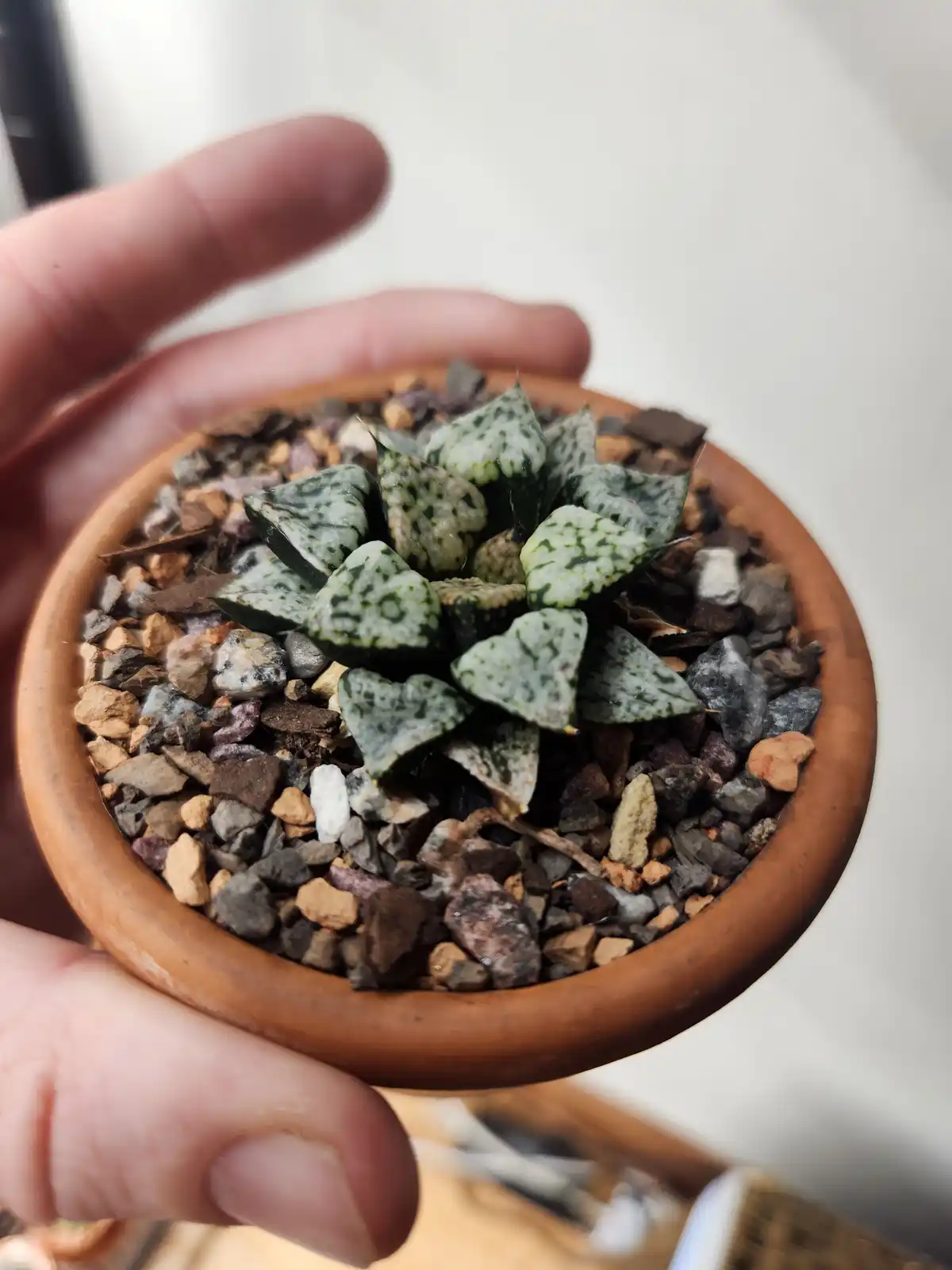 A hand holds a small terracotta pot containing a succulent with thick, pointed, green-and-white mottled leaves, planted in a…