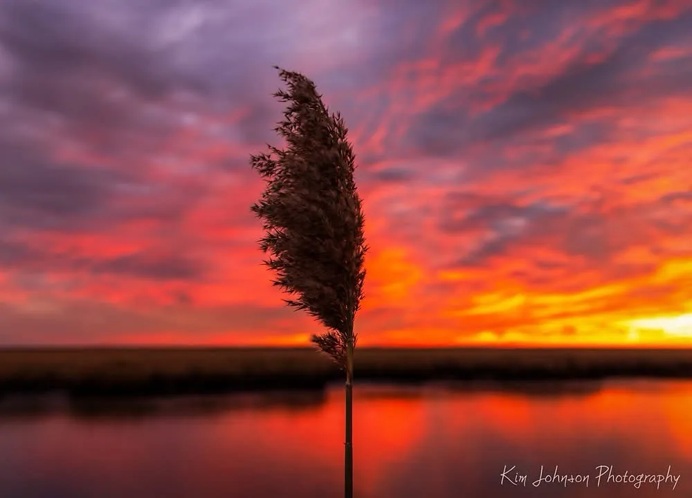 A single reed stands tall against a vibrant sunset sky filled with fiery reds, oranges, and purples, reflected in calm water…