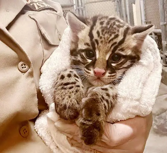 A small, spotted leopard cat kitten with large eyes and a pink nose is wrapped in a white towel and held gently in someone's…