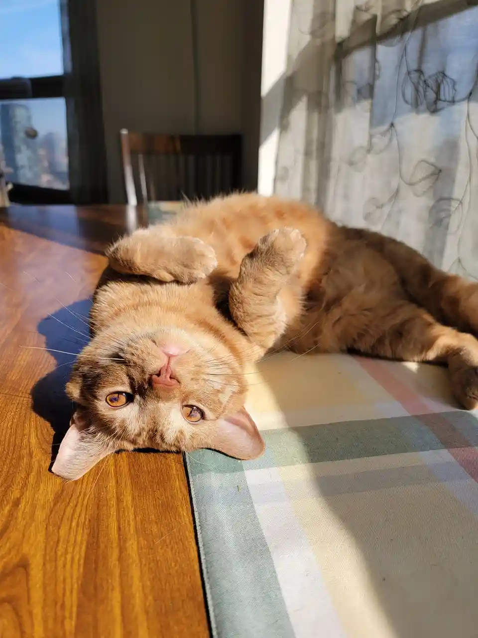 An orange tabby cat lies on its back on a wooden table with a checkered cloth, basking in sunlight streaming through a…