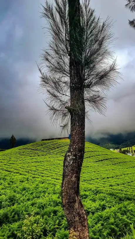 A tall, slender pine tree stands prominently in the foreground against a backdrop of rolling green tea fields under a cloudy…