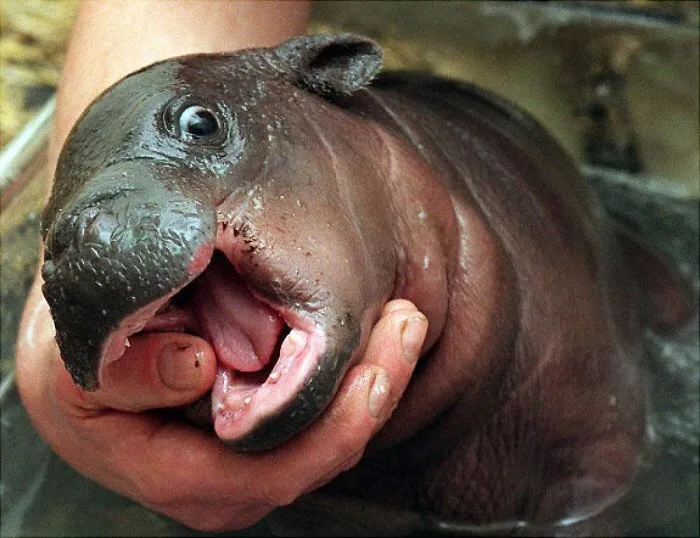 a close-up photograph shows a small, wet baby tapir with dark, wrinkled skin and a large, open mouth revealing pink gums and…