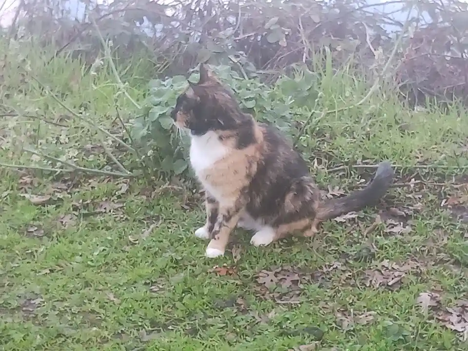 A calico cat with black, orange, and white fur sits on green grass scattered with dry leaves, facing left toward bushes. The…