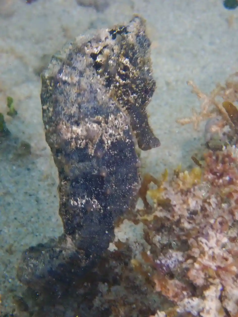 A seahorse underwater is covered in sand and debris, making it look like a rock. The overlaid text reads 'i'm not a…
