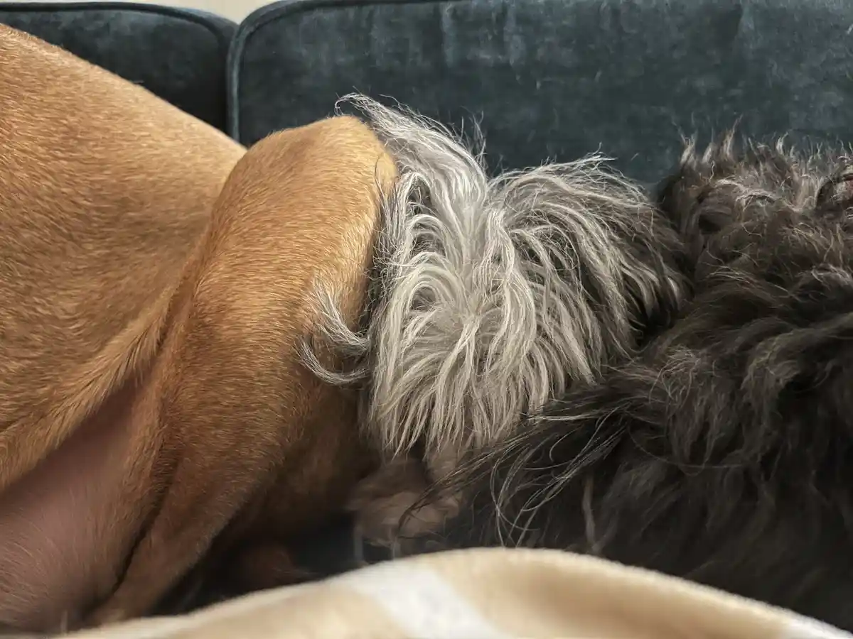A close-up photo shows two dogs sleeping side-by-side on a dark couch. One dog has short, smooth, tan fur, while the other…