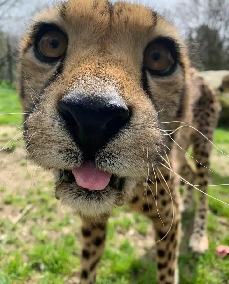 A close-up photo of a cheetah looking directly at the camera with its tongue slightly out, standing in a grassy outdoor…