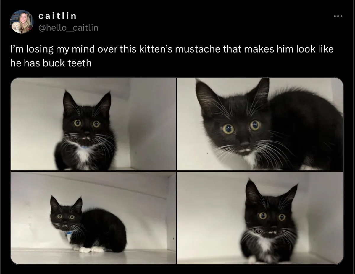 A four-panel image shows a black-and-white kitten with prominent white whiskers that visually resemble buck teeth. The…