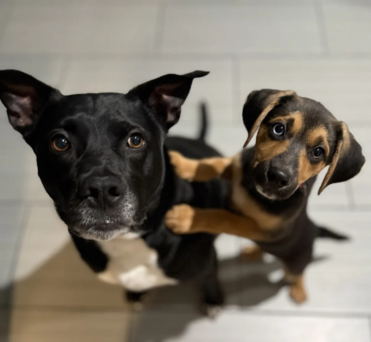 Two dogs look up at the camera from a low angle on a tiled floor; a black dog with brown eyes and a tan-and-black puppy with…