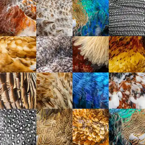 A 4x4 grid collage showcasing close-up macro photographs of various bird feathers, displaying diverse patterns, colors, and…